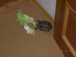 DSCN7652.JPG