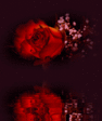 d0aa30ef11d8