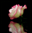 cdfd47c4eaea.gif