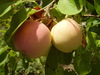 P7130114