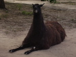 Лама