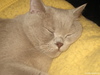 еще Кот