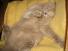 мой Кот