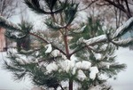 Сосна в снегу