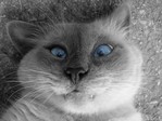 Кошеба