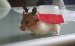 Оленехом