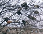 Гнездокотовище :)