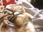 Котик спит и видет сладкие сны)