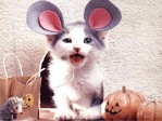 Animals_Cats__001786_7