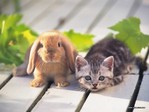 Animals_Cats__002014_7