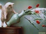 Animals_Cats__002031_7