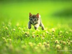 Animals_Cats__001759_7