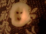 Никодим. Картофельный человек. Мой друг. 2007-2007