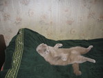 насмотрелся и уснул