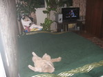 Мой кот смотрит тв)