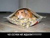 Хомяк
