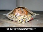 Хомяк
