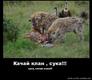 Качай клан!
