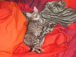 котик