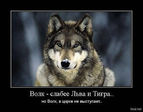 Волк, просто волк...
