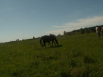 PICT1303_измен.размер.JPG