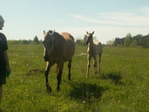 PICT1308_измен.размер.JPG