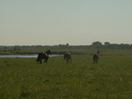 PICT1311_измен.размер.JPG