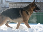 овчар)