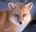 Vulpes