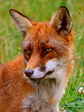 Vulpes