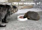 ежик.jpg