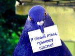синий птиц