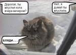 бедный кот