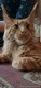 Котик2