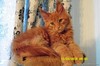 Котик3