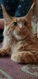 Котик2