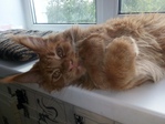 Котик4