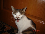 котик накурился =) 
