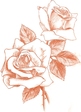 розы (сангина)