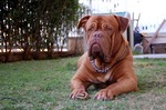 клодик)