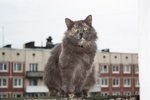 кошка-камикадзе