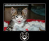 Котенок клана ResidentForce :P