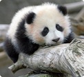 panda;)