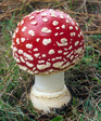 Amanita muscaria