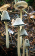 Coprinus lagopus