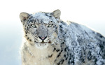snow-leopard[1]
