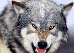 volk_1688