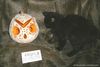 сова тыква с котом