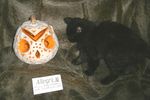 сова тыква с котом
