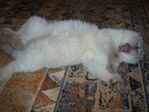 Киска настойки перепила